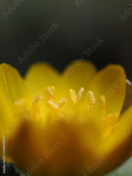 Obraz 花のおしべ