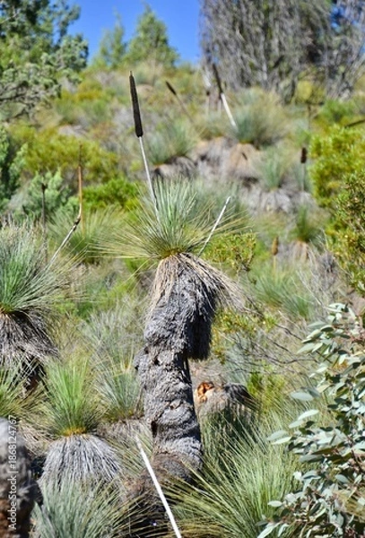 Obraz Grass trees in spring in outback Australia