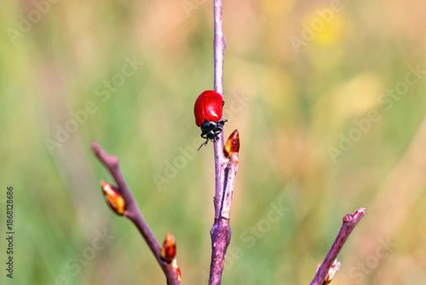 Obraz Red beetle climbing on budding tree branch