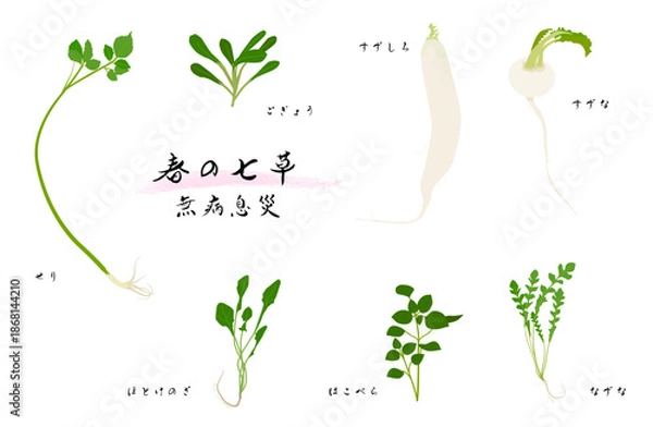 Obraz 春の七草のイラストセット