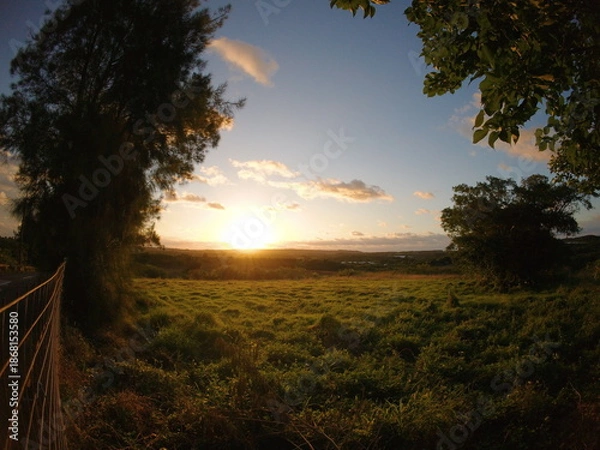 Obraz 石垣島の黄金に染まる草原と地平線の朝夕の光景