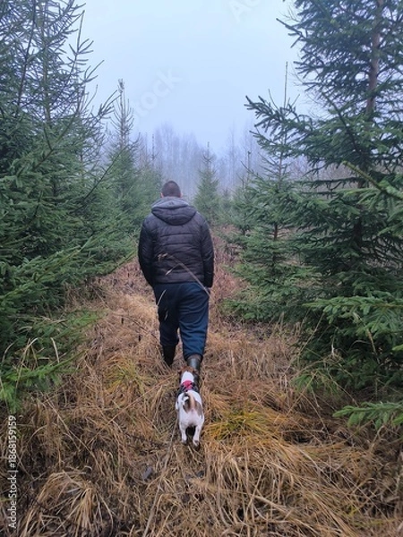 Obraz walking in the woods