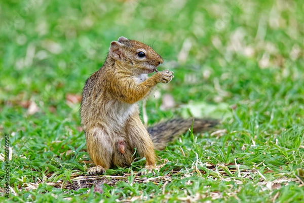 Fototapeta Smith-Buschhörnchen