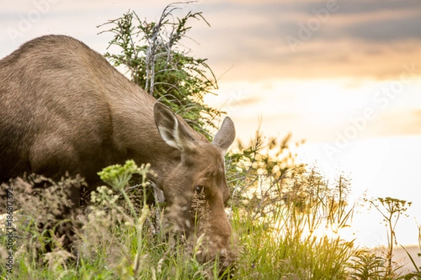 Fototapeta Moose sunset