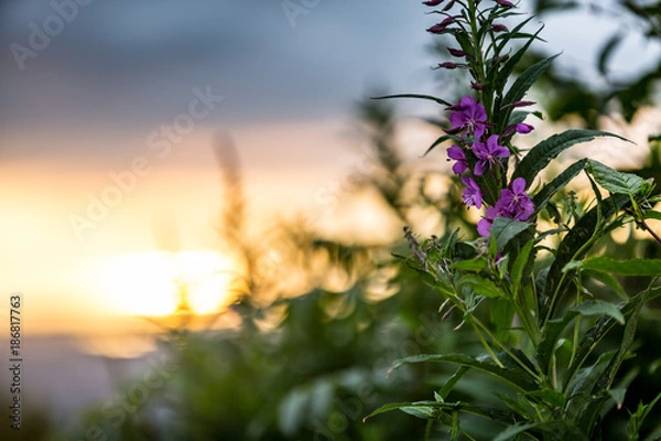 Obraz Alaska Fireweed