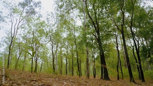 Obraz nature tree forest 