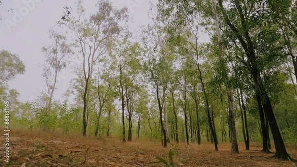 Obraz Nature trees in the forest