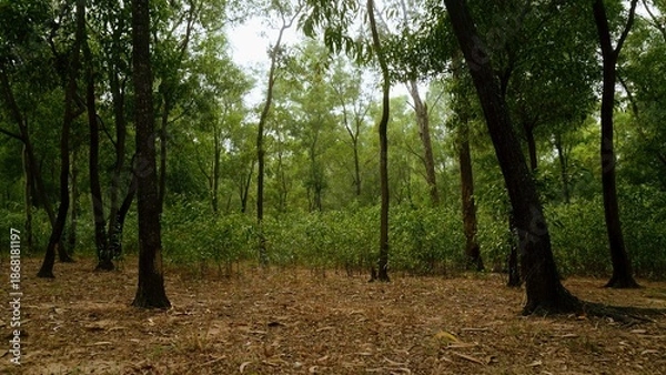 Obraz trees in the forest nature 