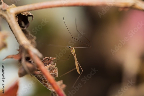 Obraz 枯れ葉に静止するガガンボ / Crane fly resting on a dry leaf