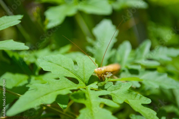 Obraz yellow mentis bug on a green leaf
