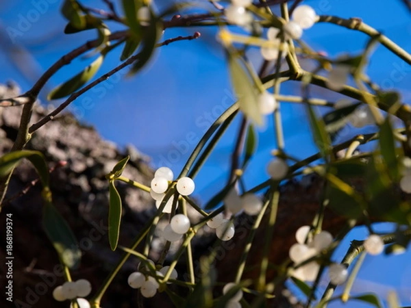 Obraz Mistelzweig mit Beeren