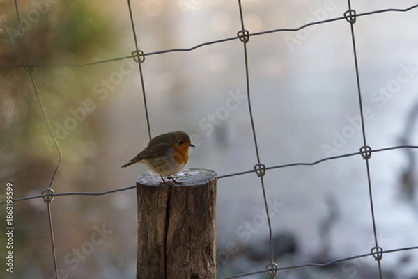 Obraz Rotkehlchen auf einem Holzpfahl