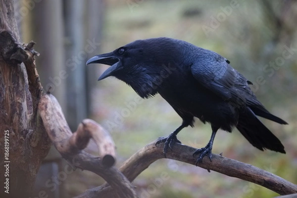 Obraz krächzender Kolkrabe