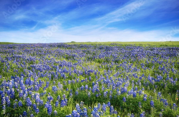 Obraz Pole Texas Bluebonnet kwitnące wiosną. Błękitne niebo z chmurami.