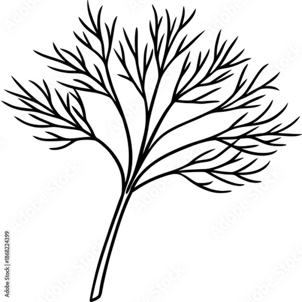 Obraz Dill line art vector