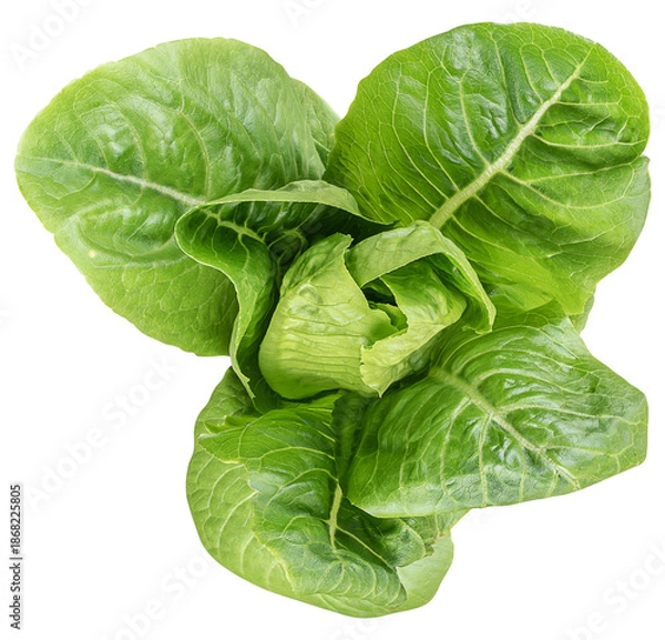 Obraz Topview cos lettuce vegetable