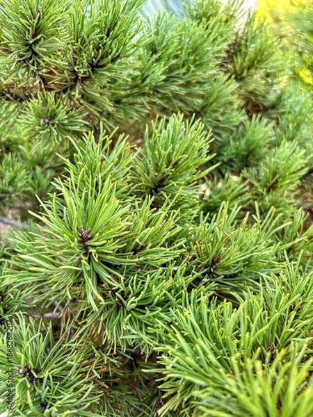 Obraz Dense Green Pine Tree Branches Texture Close Up