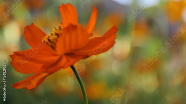 Obraz orange flower on a green background
