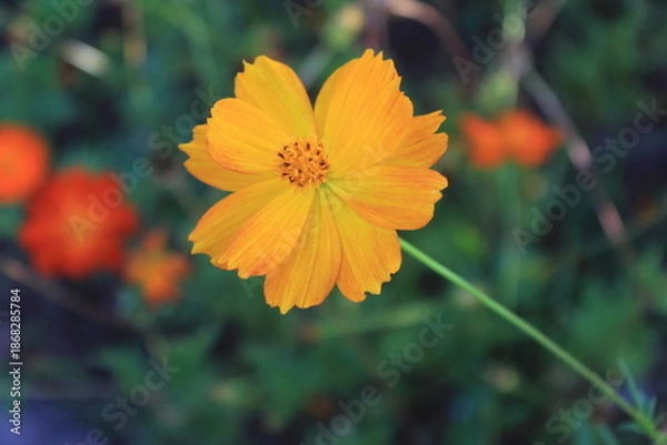Obraz orange flower on a green background