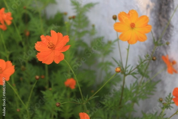 Obraz orange flower on a green background