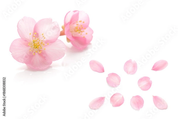 Obraz 桜 花びら ピンク 春 白 背景 セット