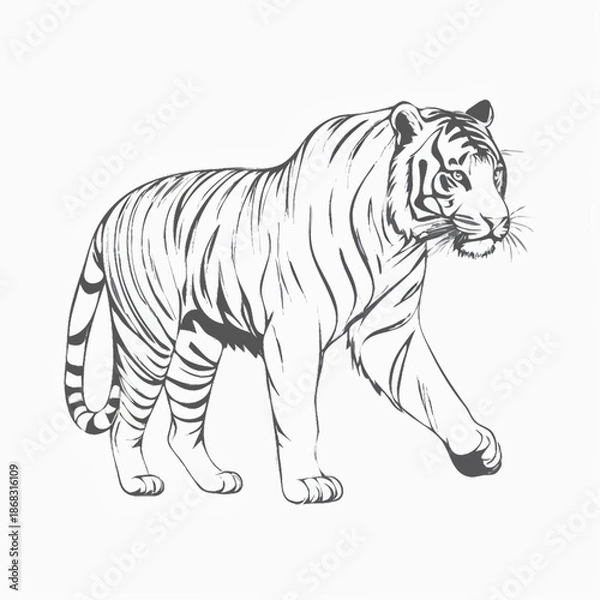 Obraz tiger vector illustration