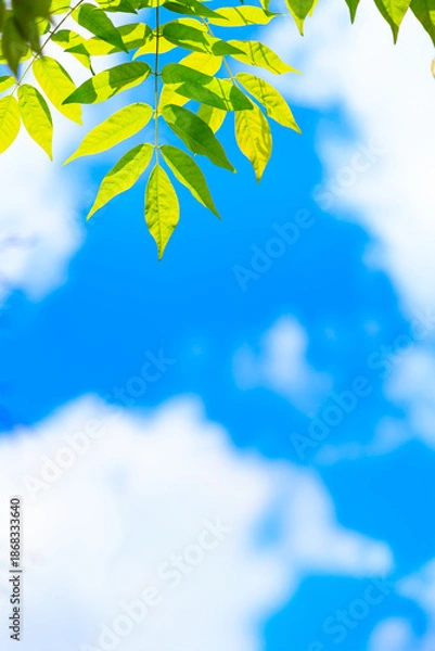 Obraz 新緑の葉と夏空の爽やかな背景