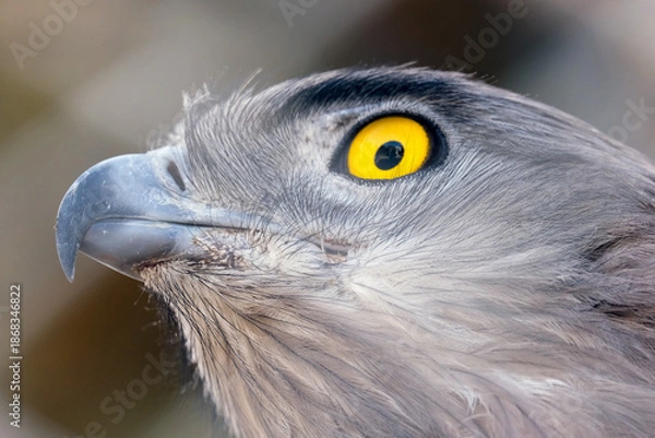 Obraz Short-toed snake eagle (lat.- Circaetus gallicus)