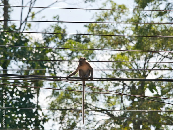 Obraz Monkeys climbing on power lines.