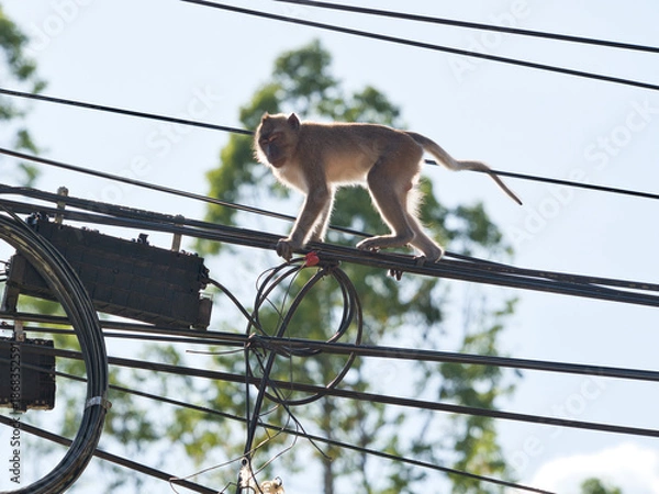 Obraz Monkeys climbing on power lines.