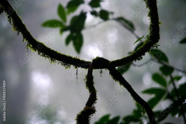 Obraz Moss-covered Vine in Misty Forest Setting