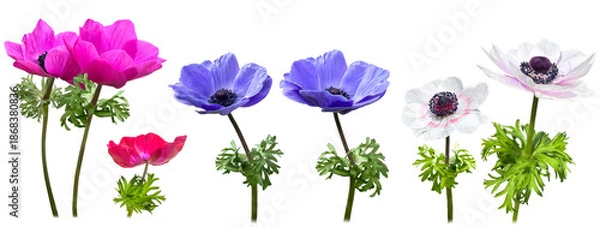 Obraz 色とりどりのアネモネの切抜き