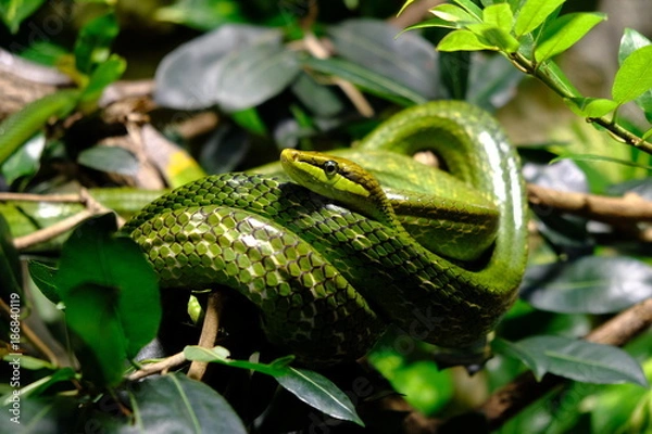 Obraz green tree python