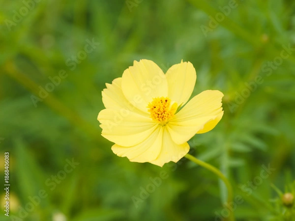 Obraz  キバナコスモスの拡大写真