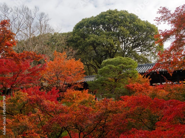 Obraz  木造の橋と紅葉が織りなす京都の風情