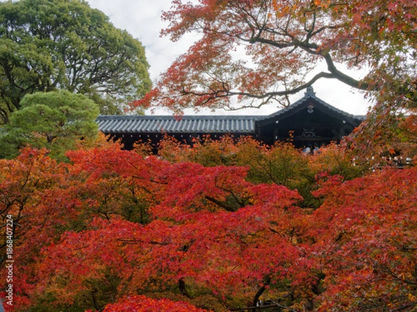 Obraz  木造の橋と紅葉が織りなす京都の風情