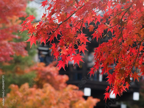 Obraz  紅葉越しに見える人々と静寂の空間