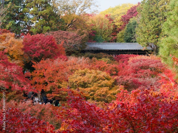 Obraz  通天橋から望む紅葉の海