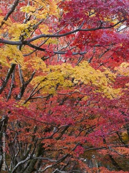 Obraz  木々と建築が織りなす京都の秋