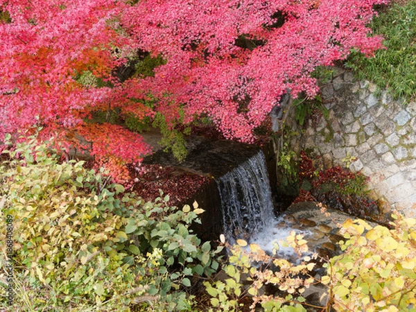 Obraz  水音が響く紅葉の庭園