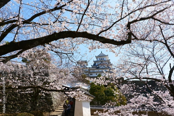 Fototapeta 姫路公園の桜。姫路、兵庫、日本。４月上旬。