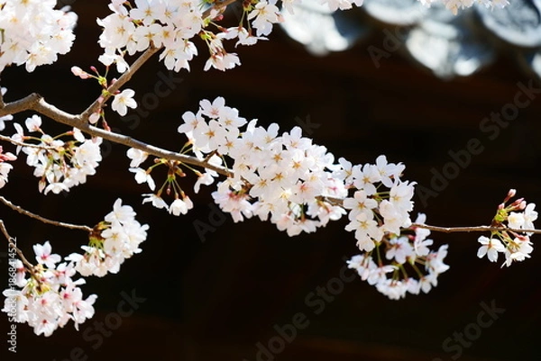 Fototapeta 姫路公園の桜。姫路、兵庫、日本。４月上旬。