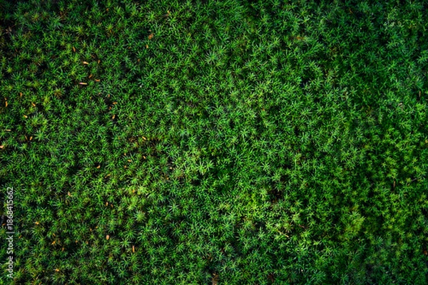 Obraz Natural moss texture background. Green background.