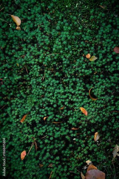 Obraz Natural moss texture background. Green background.