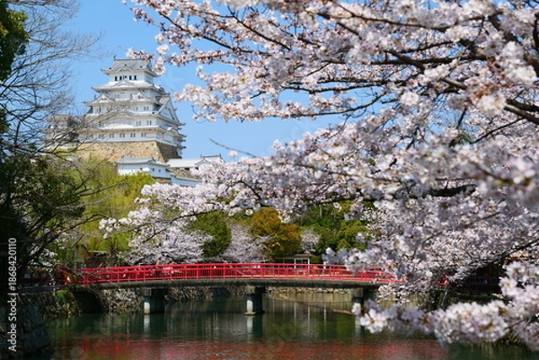 Fototapeta 姫路公園の桜。姫路、兵庫、日本。４月上旬。