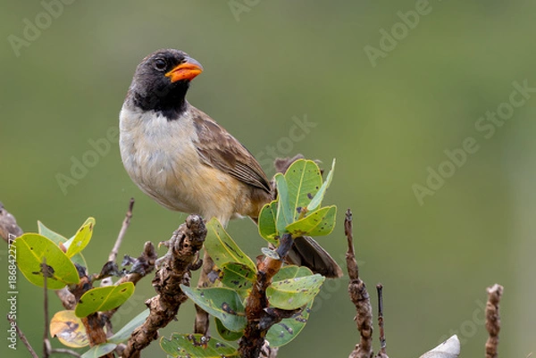 Obraz Black-throated saltator 