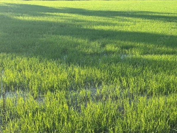 Obraz green rice field