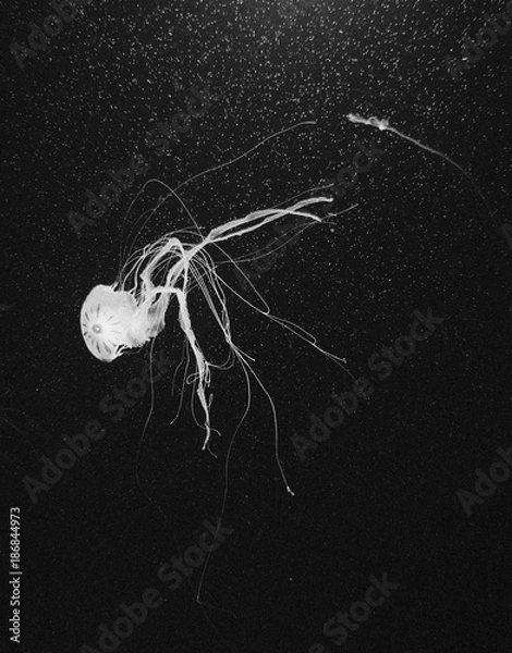 Obraz jellyfish in black and white