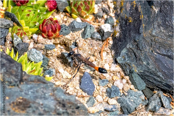 Obraz Gemeine Sandwespe