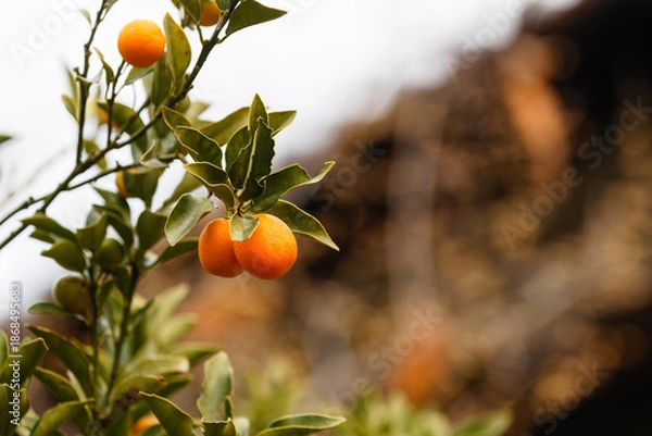 Fototapeta キンカンの実